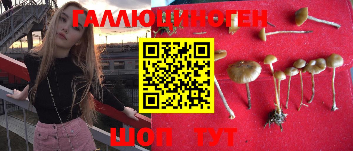 Псилоцибиновые грибы GOLDEN TEACHER  Псилоцибиновые грибы MAGIC MUSHROOMS  Вход с VPN  Майкоп 